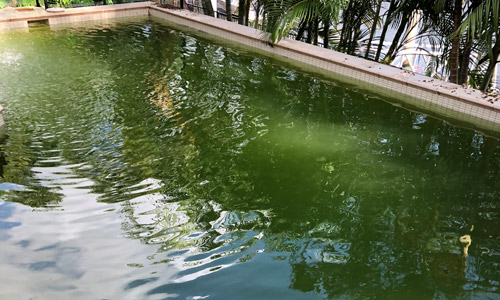 green outdoor pool - Pool Service in Gold Coast & Tweed Coast